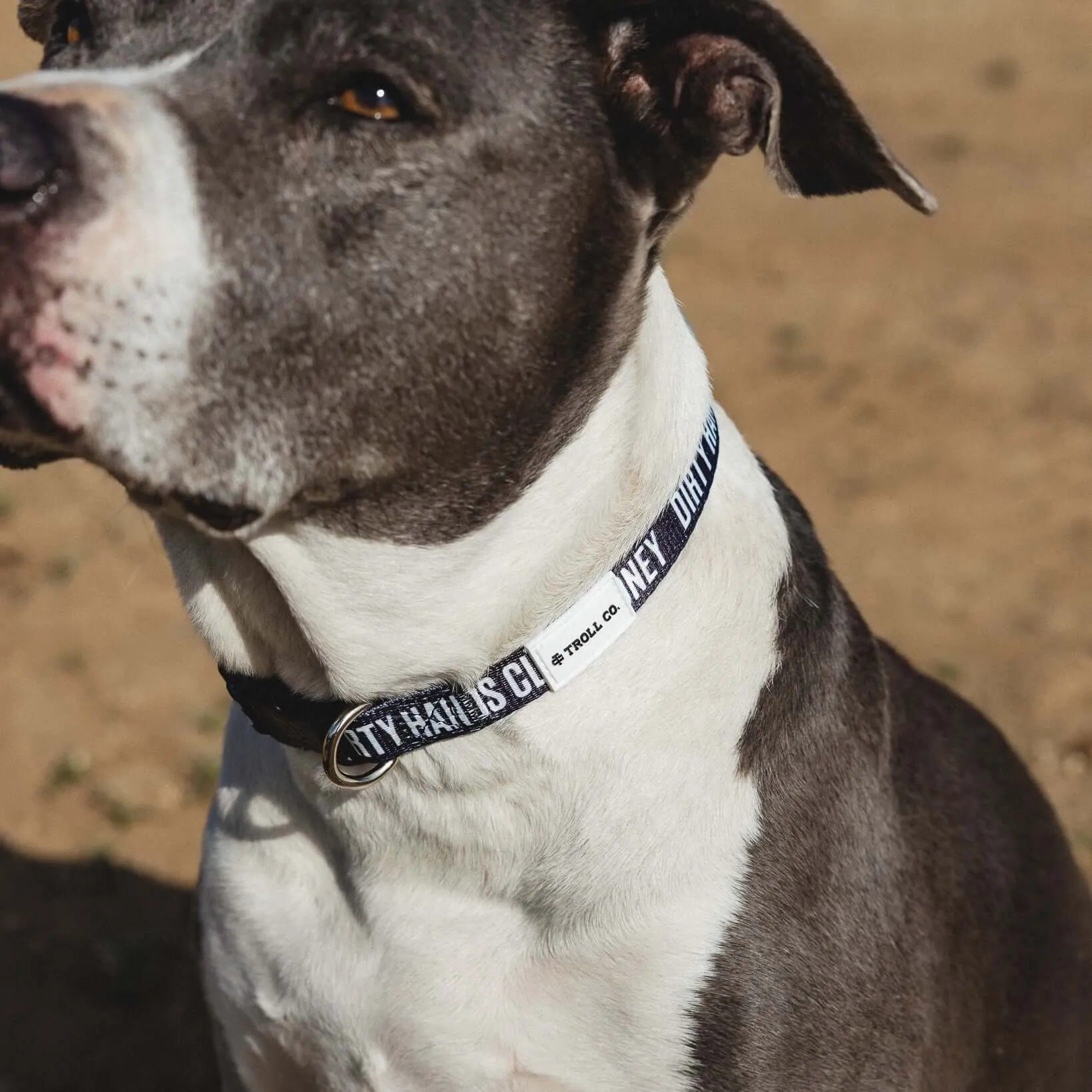 DHCM Heavy Duty Dog Collar