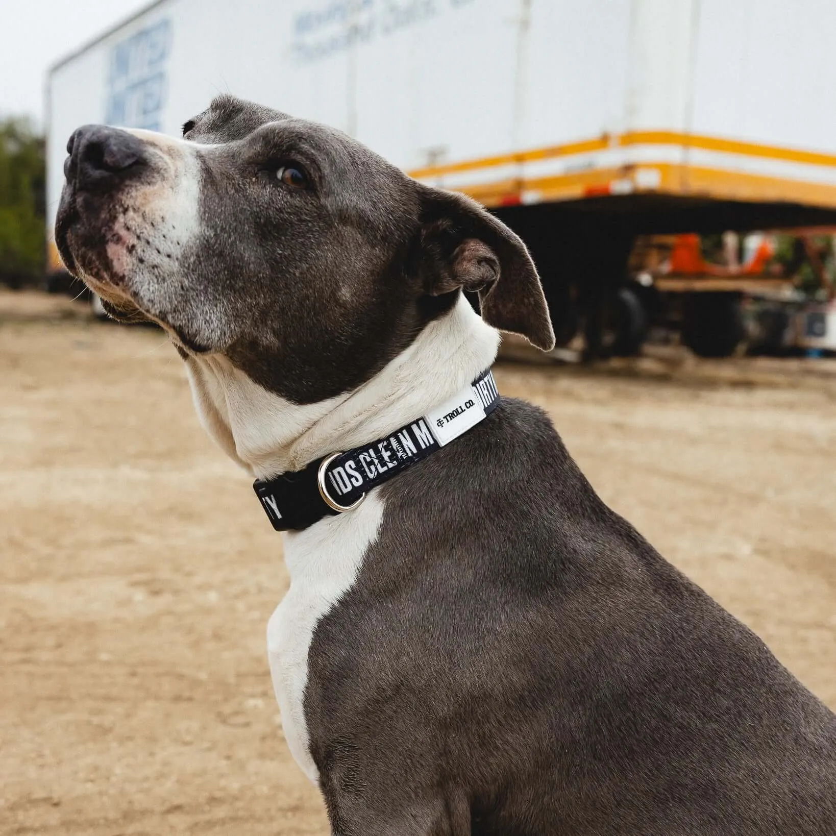 DHCM Heavy Duty Dog Collar